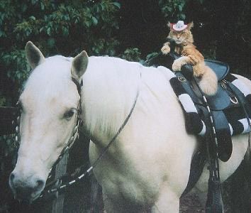 Horse and Cats